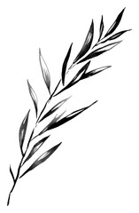 Sticker - PNG Rosemary drawing sketch plant.