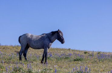 Wall Mural - Wild Horse in Montana's Pryor Mountains in Summertime