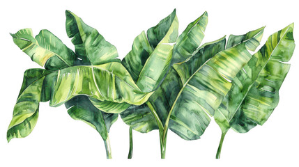 Lush Green Banana Leaf Illustration on Transparent Background