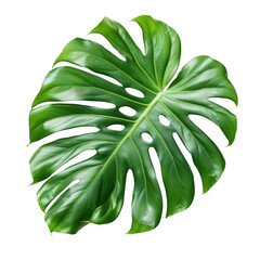 Single Monstera Leaf Isolated on White Background, Nature's Green Beauty in Full Display