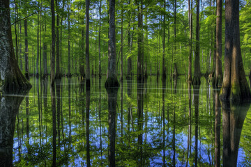 Sticker - A forest with a lot of trees and water