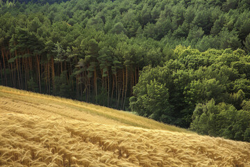 Poster - A field of golden wheat is next to a forest