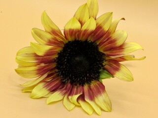 Wall Mural - sunflower on a yellow background