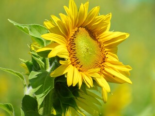 Wall Mural - sunflower in the field