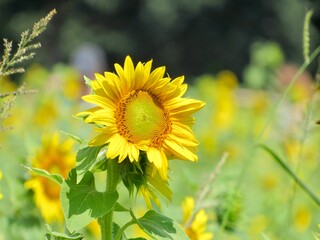 Wall Mural - sunflower in the field