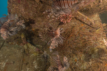 Wall Mural - Lionfish in the Red Sea colorful fish, Eilat Israel
