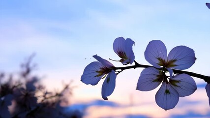 Canvas Print - Close-up of cherry blossoms at dusk