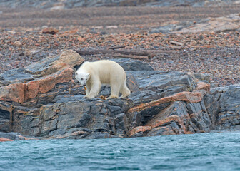 Wall Mural - Polar Bear Chewing on Kelp on a Rocky Shore