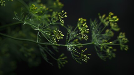 Sticker - fern in the forest