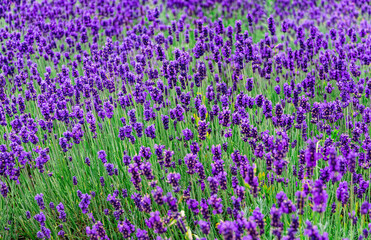 Canvas Print - Sunny summer purple lavender field