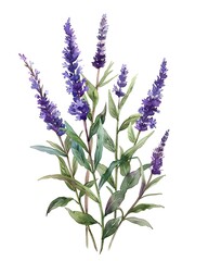 Wall Mural - A beautiful watercolor illustration of purple salvia flowers with green leaves on a white background. 