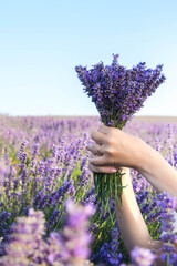 Canvas Print - Lavender field