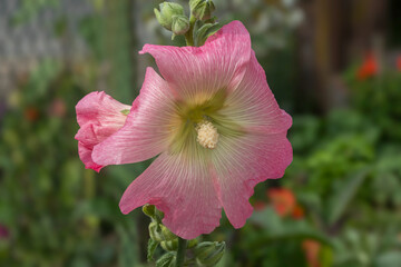 Poster - Gewöhnliche Stockrose (Alcea)