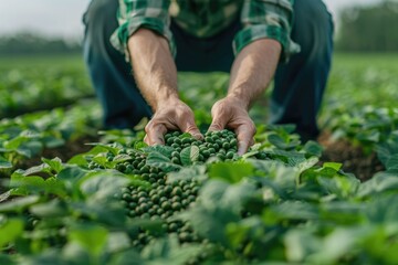 Wall Mural - Agronomist inspects soybean crop on farm.