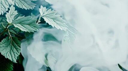 Canvas Print - Green leaves with soft focus and mist