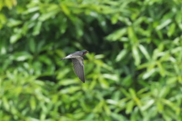 Canvas Print - barn swallow in flight