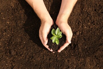 Wall Mural - Woman holding seedling with soil outdoors, top view