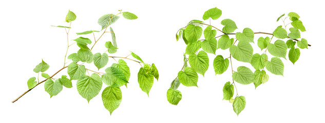 Poster - Tree branches with green leaves isolated on white