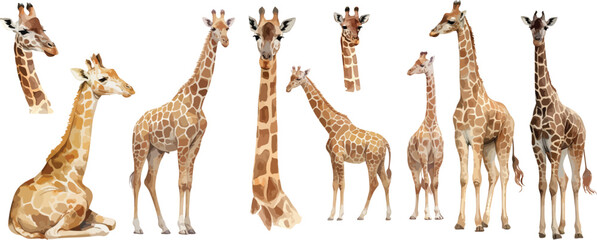 Poster - giraffe watercolor clipart