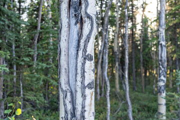 Populus tremuloides is a deciduous tree native to cooler areas of North America, quaking aspen, trembling aspen, American aspen, Healy, Alaska