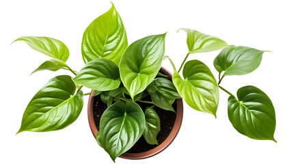 indoor-plant Pothos isolated on transparent background