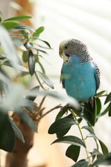 Wall Mural - Pet parrot. Beautiful budgerigar sitting on tree indoors