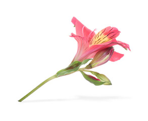 Sticker - Beautiful red alstroemeria flower isolated on white