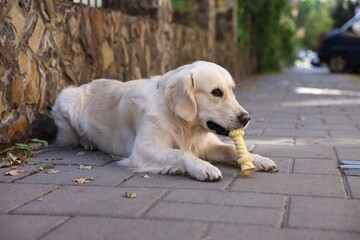 Poster - Cute Golden Retriever dog lying with toy outdoors