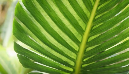 Canvas Print -  Vibrant green palm leaf closeup natures beauty