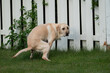 © Vincenzo Mesiti - Labrador dog pooping while looking at the camera