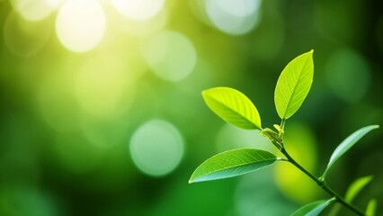 Poster -  Bright Future  A single leaf stands out against a vibrant backdrop