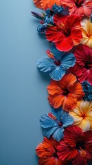 Poster - Beautiful Arrangement of Colorful Hibiscus Flowers on Blue Background, Vibrant Red, Orange, and Blue Floral Design