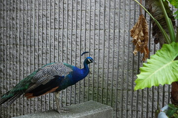 Peacock 