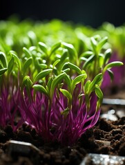 Wall Mural - plant in the garden