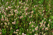 © wiha3 - Trifolium arvense grows in the meadow among wild grasses
