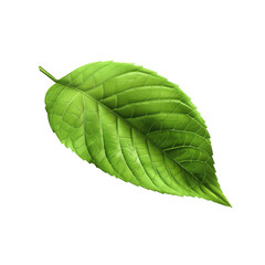 Poster - 3D Leaf icon, on isolated transparent background