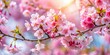 © Udomner - Close up of beautiful sakura flowers blooming on a sakura tree branch, sakura, cherry blossom, pink, petals, spring, blooming