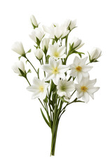 Wall Mural - Beautiful white flower isolated on transparent background.