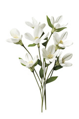 Wall Mural - Beautiful white flower isolated on transparent background.