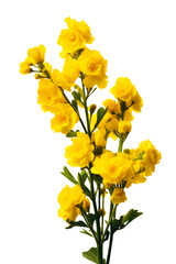 Wall Mural - Beautiful yellow flower isolated on transparent background.