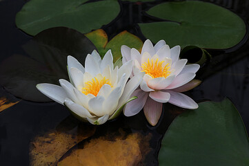 Water lily plant nymphaea candida on the lake