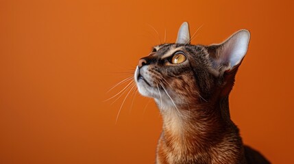 Canvas Print - Close-up of a brown tabby cat looking up with a curious expression