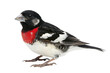 © EmBaSy - Male Rose-Breasted Grosbeak
