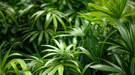 Poster - Green Plant Background at Muenster Botanical Garden Germany