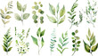 © Pixel Park - Set of green watercolor leaves on isolated background