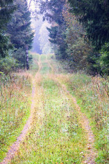 Canvas Print - Long straight dirt road in a woodland in late summer