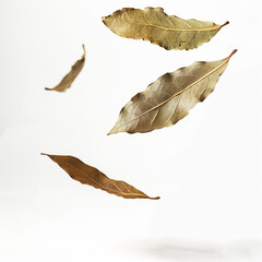 Sticker - Floating dried bay leaf in air, on white background