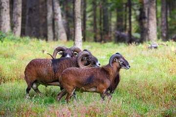 Sticker - The European mouflon (Ovis orientalis musimon) in game reserve. Male mouflon are known as rams.