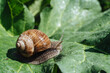 © Oleksandr - Helix pomatia also Roman snail, Burgundy snail, edible snail or escargot. Snail Muller gliding on the wet leaves. Large white mollusk snails with brown striped shell, crawling on vegetables.