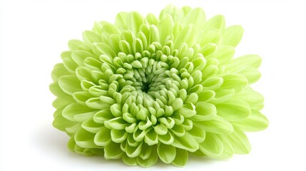 Canvas Print - A beautiful green chrysanthemum isolated on a white background showcases the flower's vibrant and unique hue.